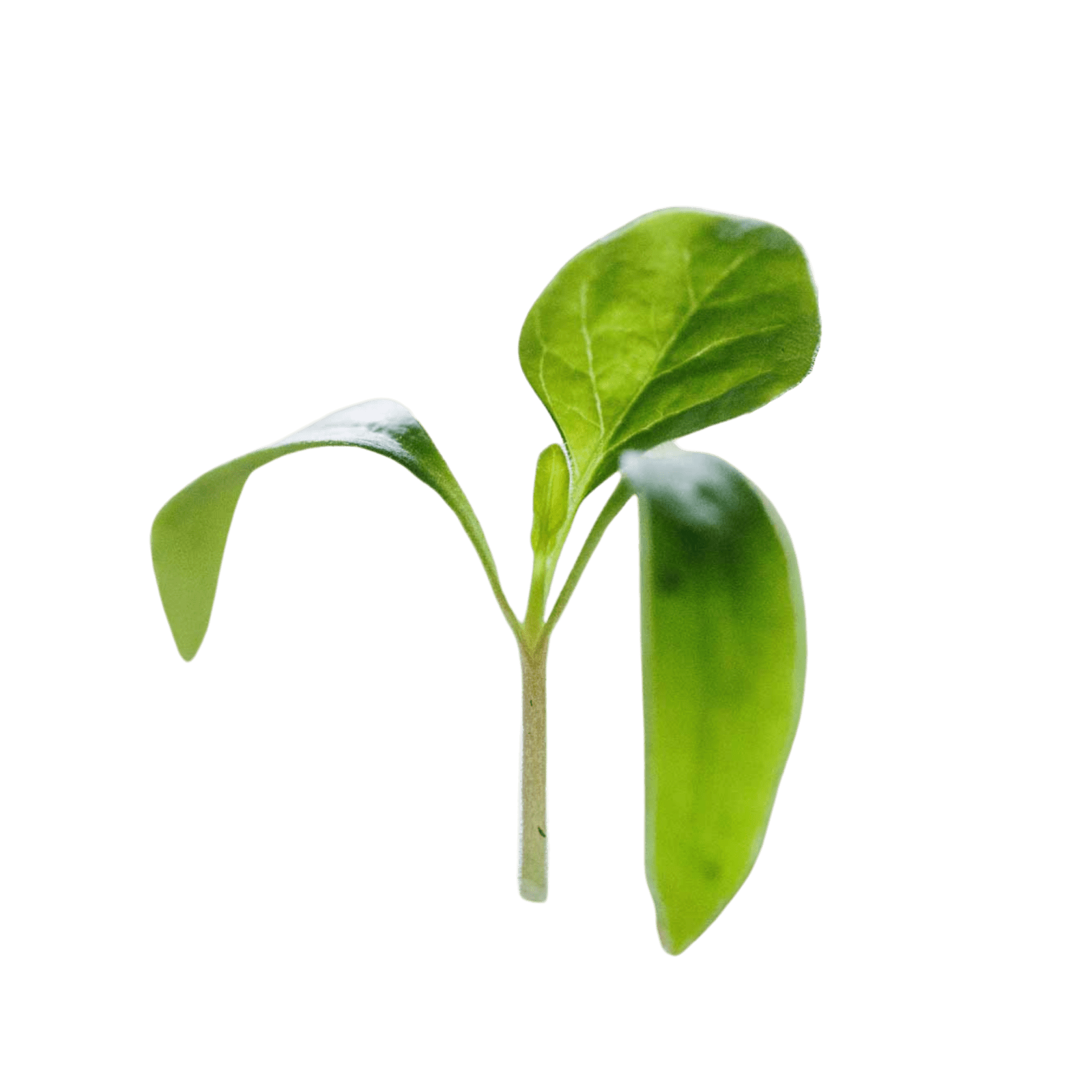 Seedling
