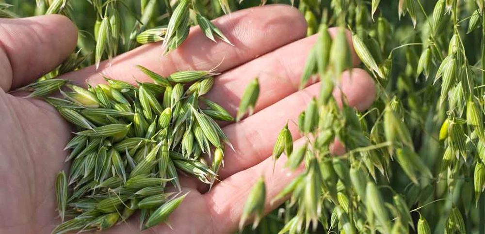 Nestlé and ETH Zurich Start Research Program to Reduce Carbon Footprint of Agricultural Raw Materials