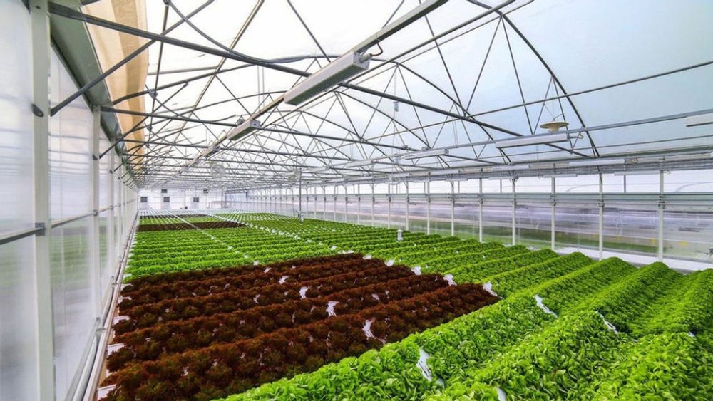 CleanGreens, the High-Performance Mobile Aeroponics Systems, Joins SFNV